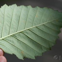 Red Alder